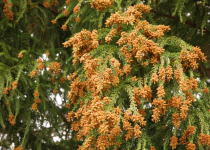 花粉症のアレルゲンとなるスギ花粉が飛散する